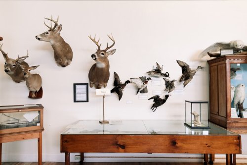 Taxidermy display featuring deer heads and various birds mounted on a wall, with glass cases showcasing specimens.