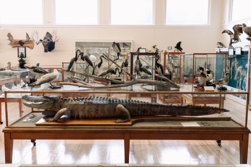 A display case featuring a large crocodile model and various mounted birds in a natural history museum.