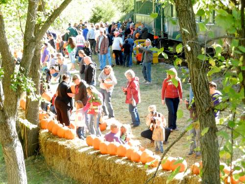 A crowd of people at a pumpkin patch, with pumpkins lined up on hay bales under trees on a sunny day.