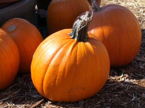 A bright orange pumpkin with a textured surface, sitting on mulch among other pumpkins in a sunny outdoor setting.