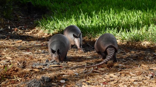 Three armadillos foraging on the ground, surrounded by grass and mulch.