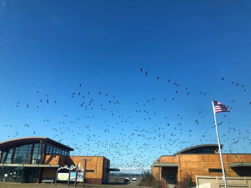 A clear blue sky filled with numerous birds flying above a building and an American flag waving in the foreground.
