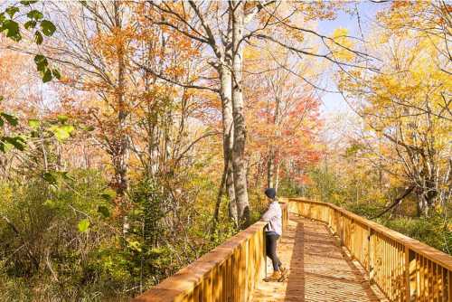 A person stands on a wooden boardwalk surrounded by colorful autumn trees and a clear blue sky.