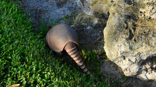 An armadillo with a patterned shell is seen near a rock, partially hidden in the grass.