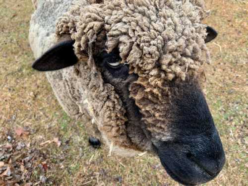 Close-up of a sheep with a thick, curly fleece and a curious expression, set against a grassy background.