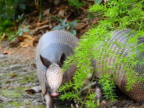 An armadillo forages near green foliage on a forest floor, showcasing its distinctive armored shell.
