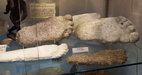 Display of various cast footprints, possibly representing different species or sizes, in a glass case.