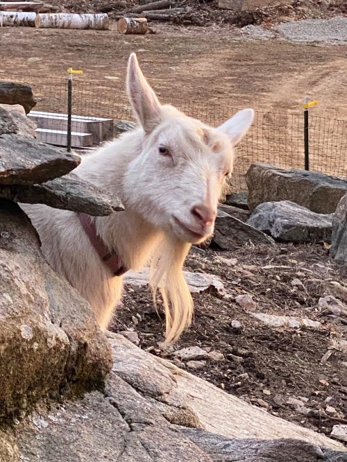 A white goat with a long beard peeks out from behind a rock in a rural setting.