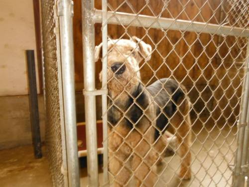 A dog stands in a kennel, looking through the chain-link fence with a curious expression.