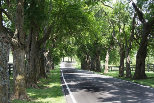 A scenic road lined with lush green trees, creating a natural archway over the pavement.
