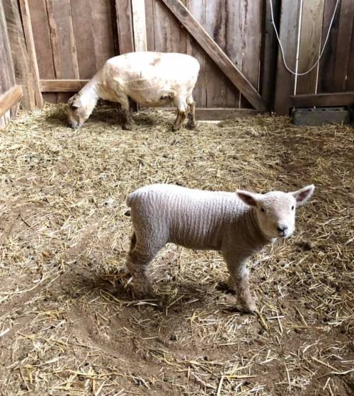 A young lamb stands on straw in a barn, with an adult sheep grazing nearby. Wooden walls in the background.