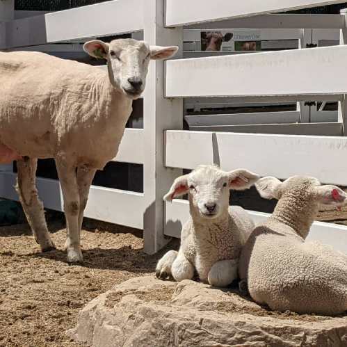 A sheep stands beside two lambs resting on the ground in a sunny farmyard setting.