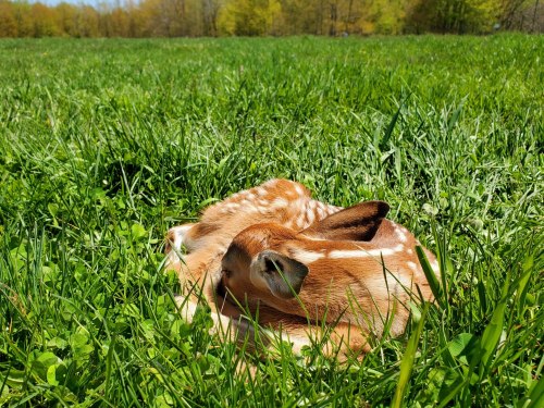 Two fawns curled up together in a grassy field, surrounded by green grass and soft sunlight.
