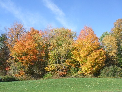 A vibrant display of autumn trees with orange and yellow leaves against a clear blue sky.