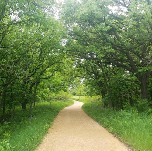 A winding dirt path through a lush green forest, surrounded by tall trees and vibrant foliage.