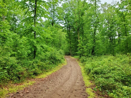 A winding dirt path through a lush green forest, surrounded by trees and dense foliage.