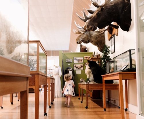 A child in a white dress walks through a museum, surrounded by taxidermy animals and wooden display tables.