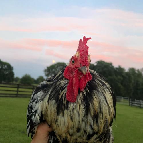 A close-up of a colorful rooster with a vibrant sunset in the background, standing in a grassy field.