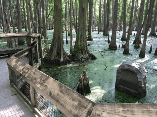 A wooden walkway leads through a lush, green swamp with cypress trees and a stone marker in the foreground.