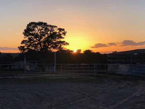 A serene sunset behind a large tree, casting warm hues over a rural landscape with fences in the foreground.