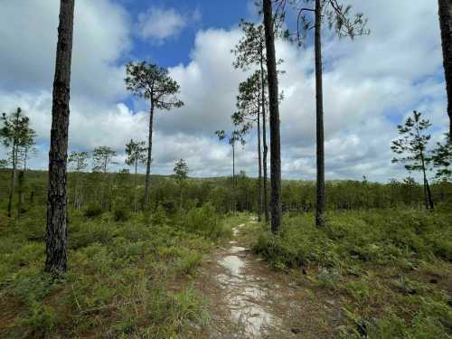 A serene forest scene with tall pine trees, a clear path, and a blue sky dotted with clouds.