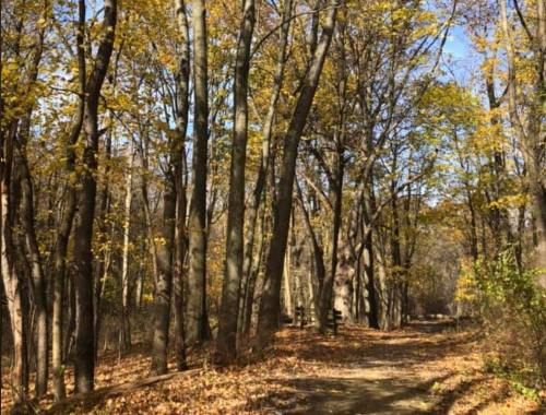 A serene forest path lined with tall trees, showcasing vibrant autumn leaves under a clear blue sky.