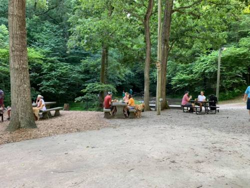 People gather at picnic tables in a wooded park, enjoying nature and each other's company. A dog is present.