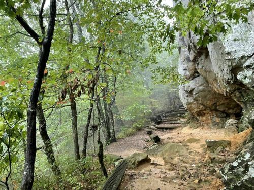 A misty forest path winds through trees and rocky terrain, creating a serene, natural atmosphere.