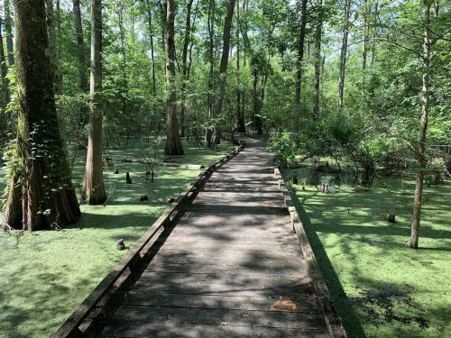 A wooden boardwalk winds through a lush green swamp, surrounded by trees and still water.