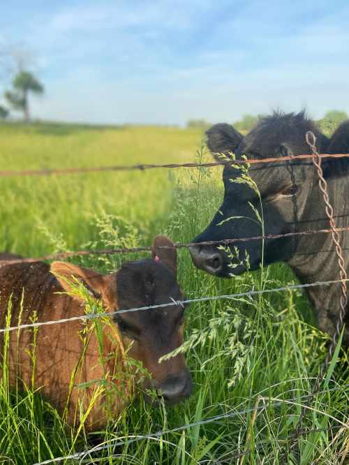 Two cows standing near a barbed wire fence, surrounded by tall green grass under a clear blue sky.