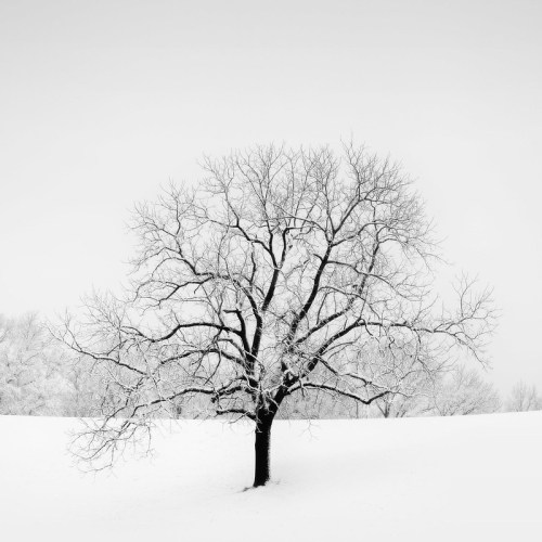 A solitary tree with bare branches stands in a snowy landscape under a gray sky.