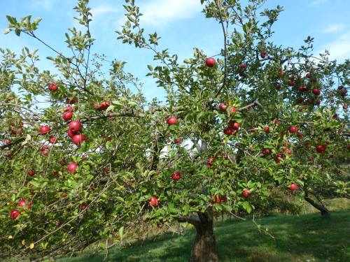 A lush apple tree laden with bright red apples against a clear blue sky.