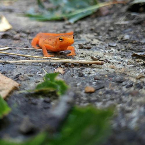 A small orange salamander sits on a rocky surface surrounded by green leaves and twigs.