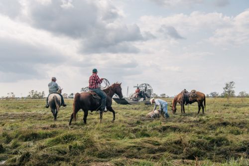 Cowboys on horseback work in a grassy field, with an airboat in the background and a person tending to a calf.
