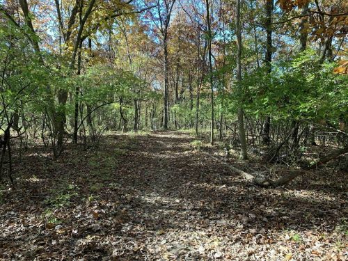 A serene forest path surrounded by trees with autumn leaves, sunlight filtering through the branches.