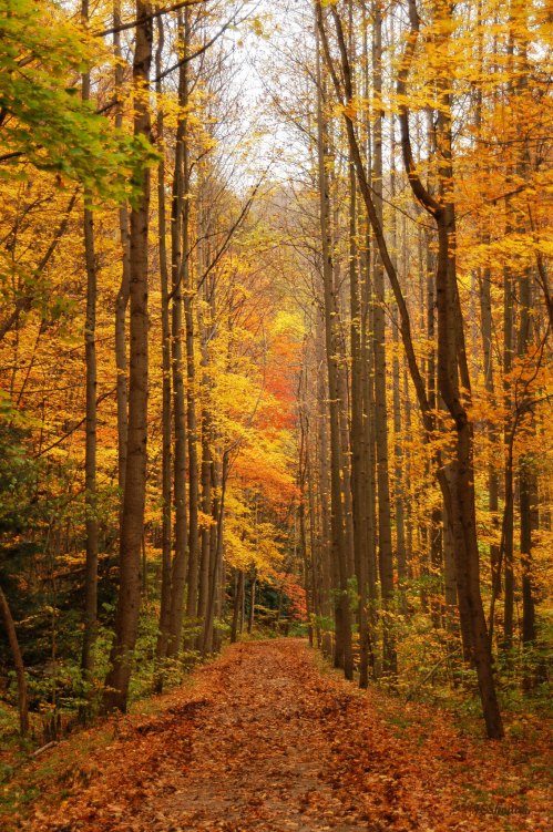 A serene forest path lined with tall trees, showcasing vibrant autumn leaves in shades of orange and yellow.