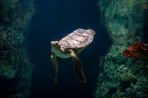 A sea turtle swims gracefully underwater, surrounded by coral and marine life in a serene aquatic environment.