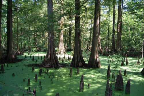 A lush green swamp with tall trees and cypress knees emerging from a layer of green algae. Sunlight filters through the leaves.