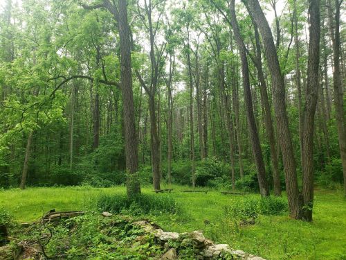 Lush green forest with tall trees and a grassy clearing, surrounded by dense foliage and a stone wall in the foreground.