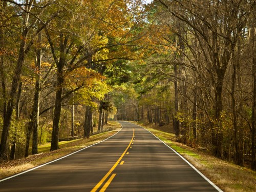 A winding road surrounded by trees with autumn foliage, creating a serene and picturesque landscape.