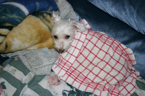A small dog peeks out from under a red and white checkered blanket, surrounded by soft blankets on a couch.