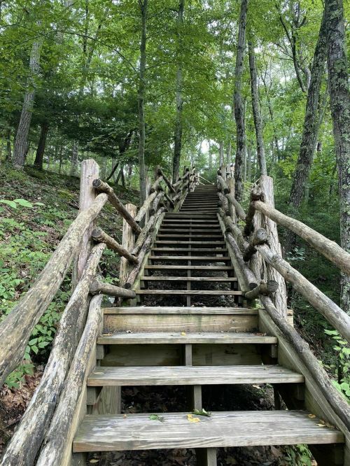 A wooden staircase leads up through a lush, green forest with trees on either side.