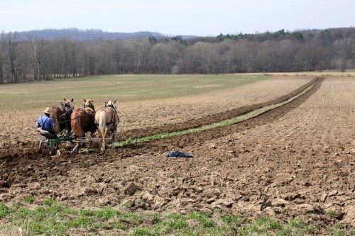 A farmer plows a field with horses, creating furrows in the freshly turned soil under a clear sky.
