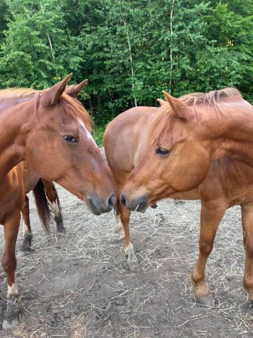 Two brown horses gently touching noses in a grassy area with trees in the background.