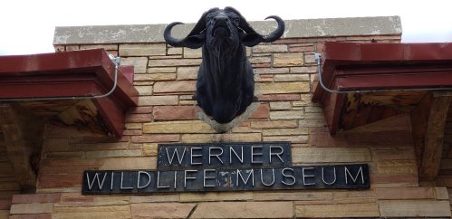 Sign for Werner Wildlife Museum featuring a mounted animal head above the entrance.