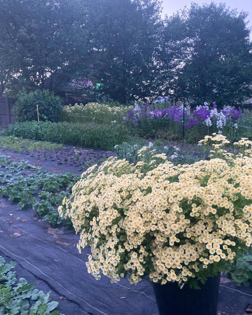 A vibrant garden scene featuring yellow flowers in the foreground and lush greenery with purple blooms in the background.