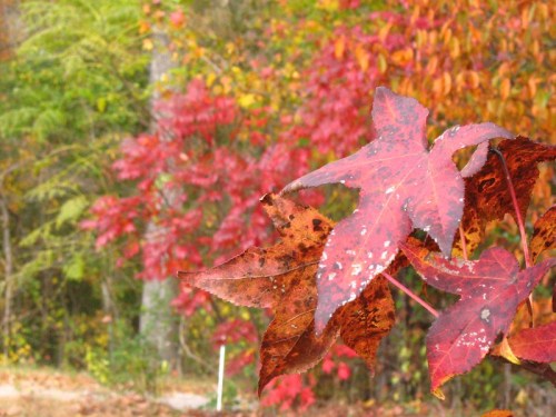 Close-up of vibrant red and orange autumn leaves with a blurred background of colorful foliage.