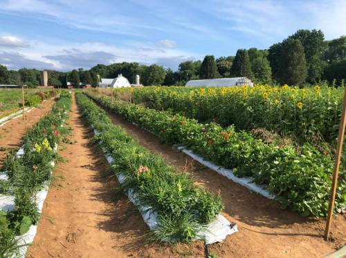 A vibrant farm scene with rows of flowers and sunflowers under a blue sky, surrounded by green trees and buildings.