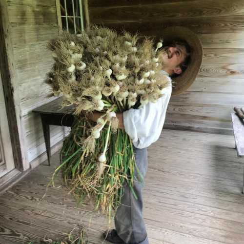 A person in period clothing holds a large bundle of garlic in a rustic, wooden interior.