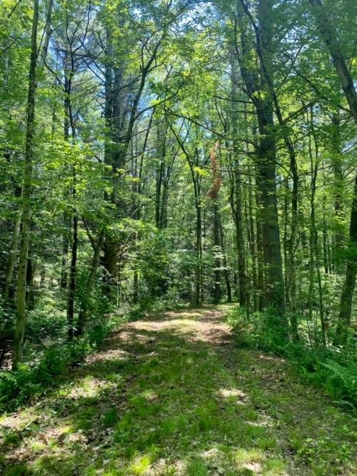 A serene forest path surrounded by tall trees and lush greenery under a clear blue sky.